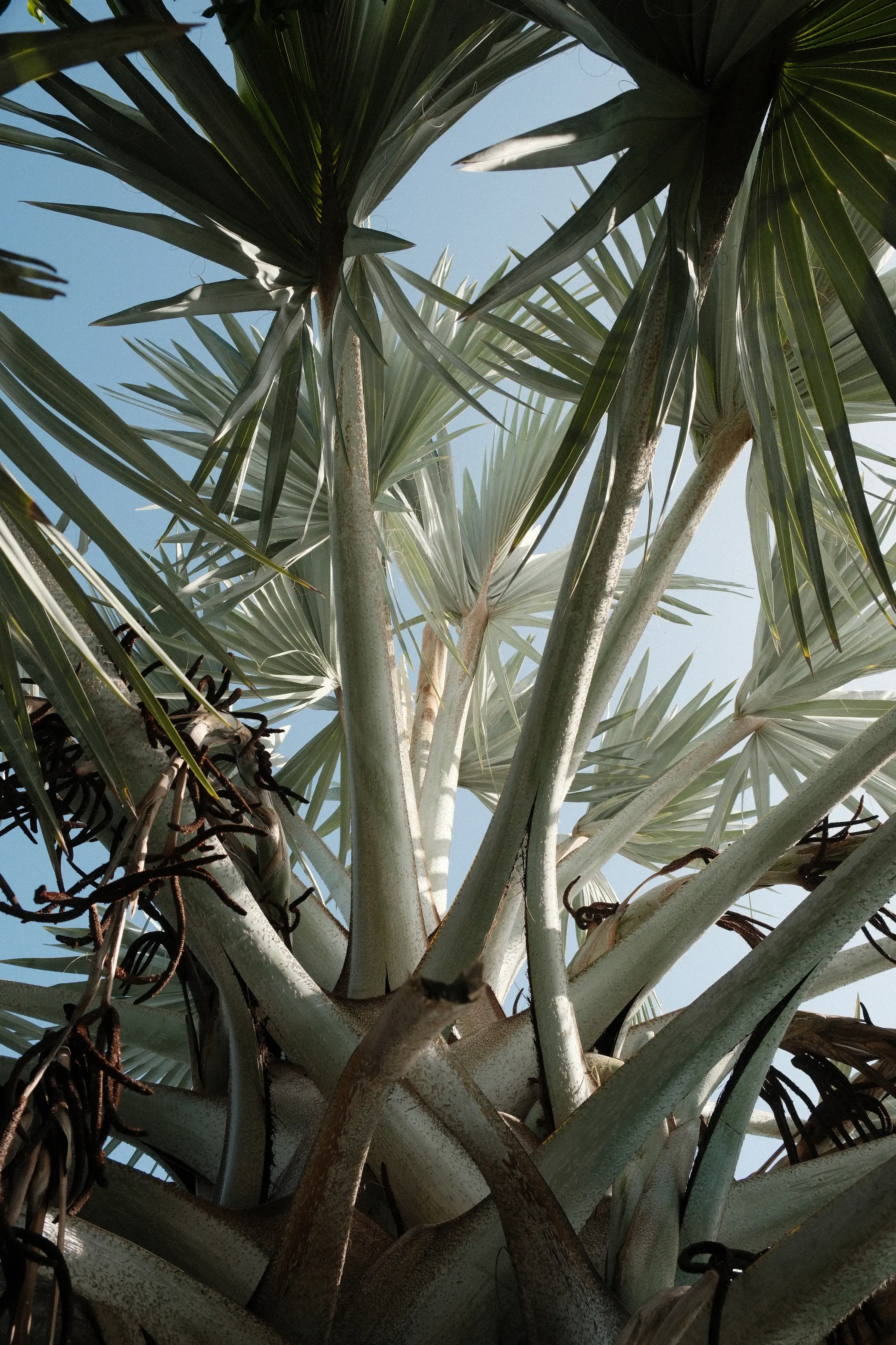 Jardin tropical arboré et palmier de la propriété