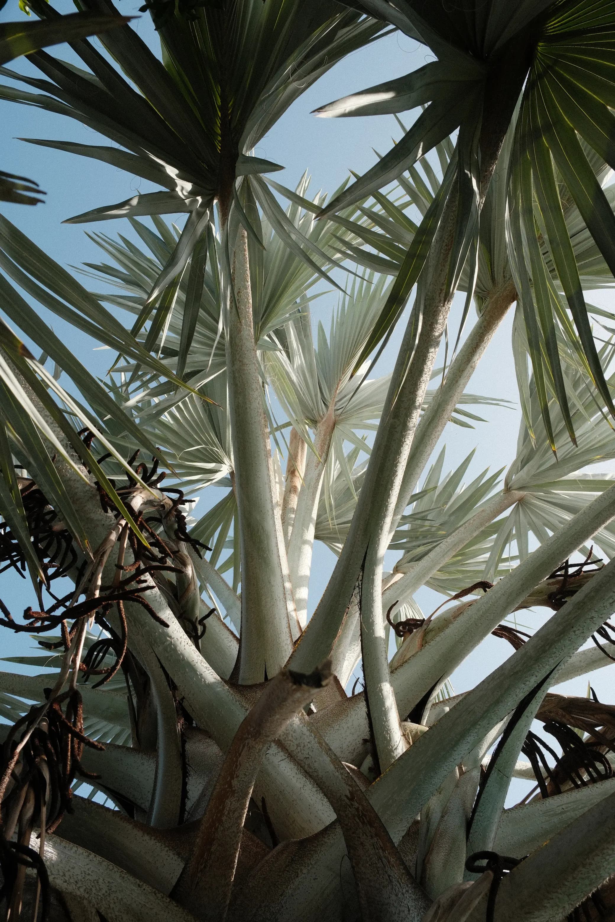Jardin tropical arboré et palmier de la propriété